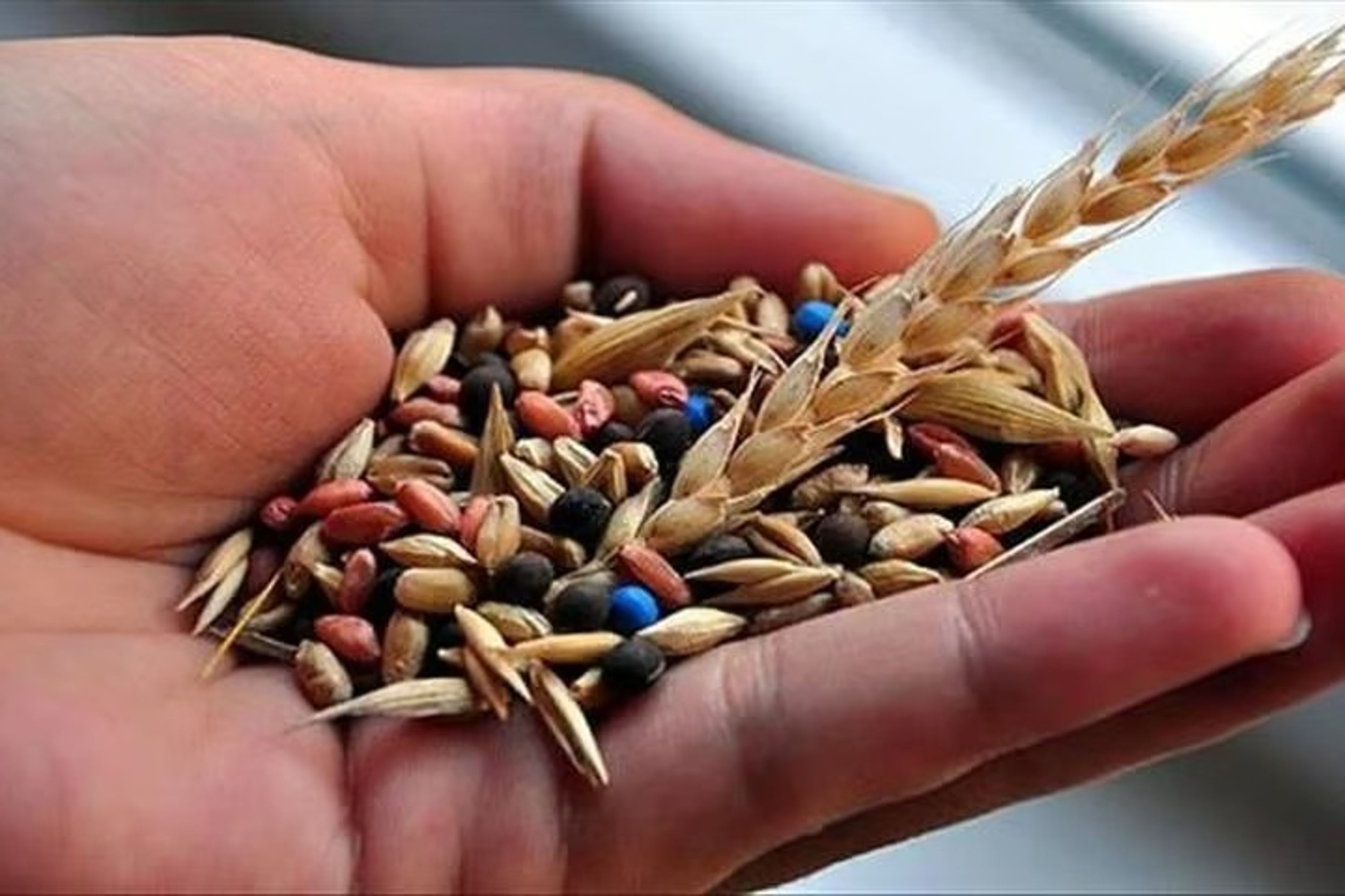Türkiye tohumda ithalatçı değil ihracatçı ülke konumuna yükseldi