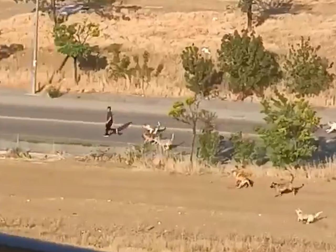 Başıboş köpek sürüsünün saldırısından kaçarak kurtuldu