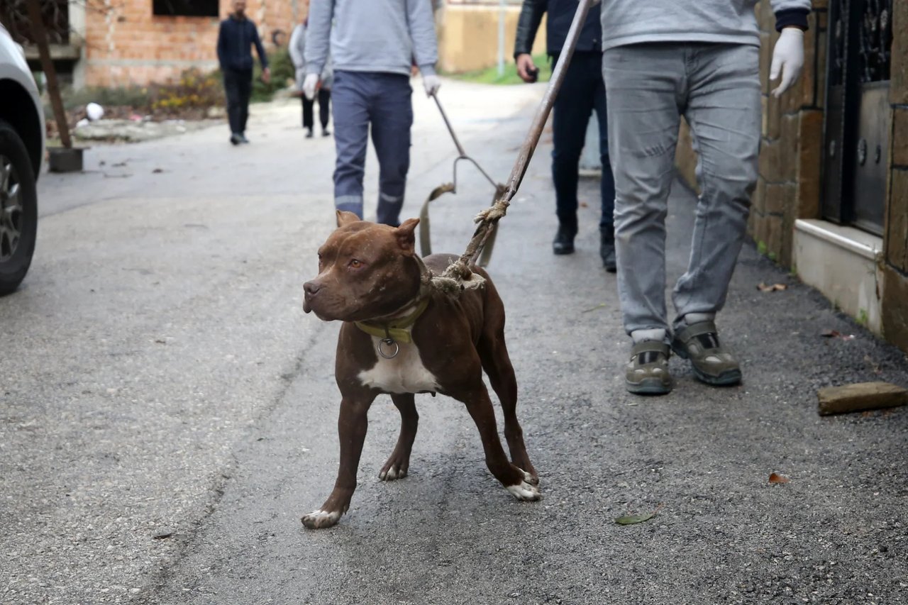 Sokakta kediyi parçalayan Pitbull sahibine 95 bin TL ceza