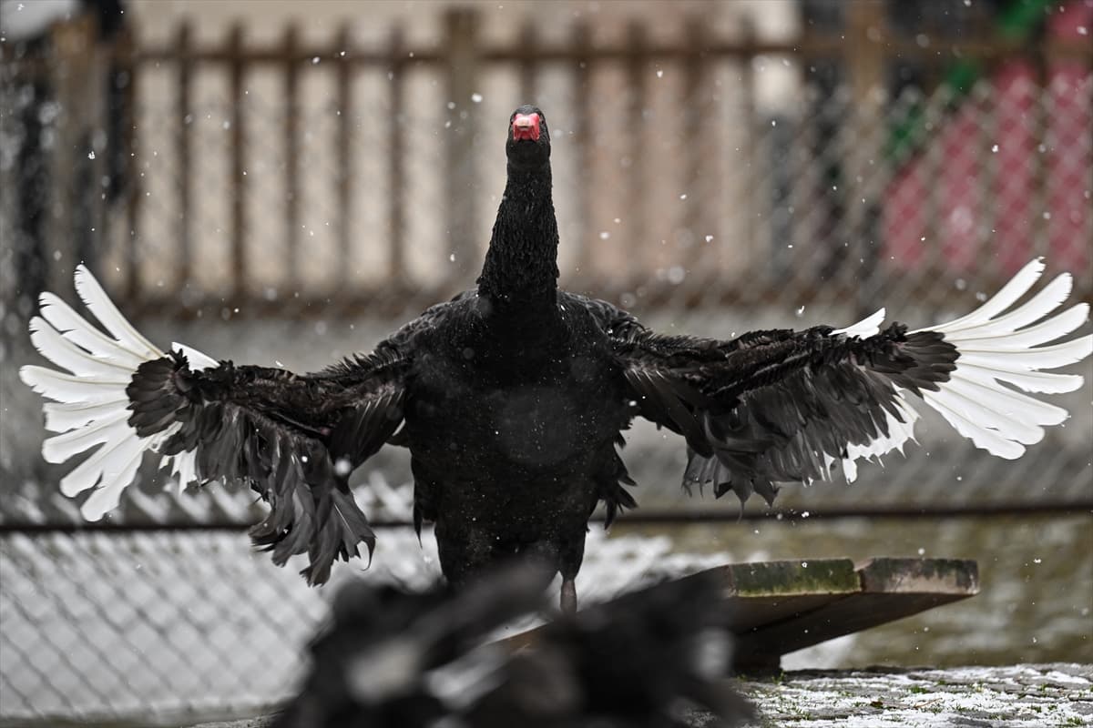 Ankara’nın sembolü Kuğulu Park’ta kış manzarası