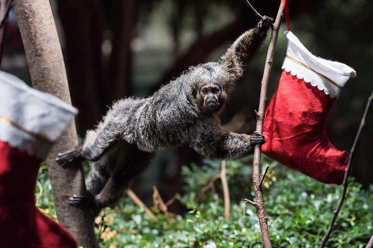London Zoo’da maymunlara Noel sürprizi