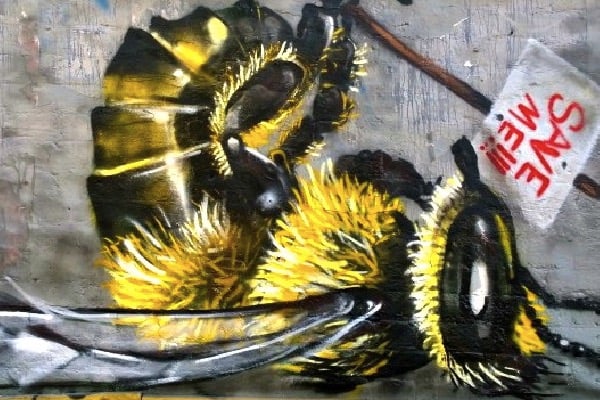 Şehrin sokakları arılar için alarm veriyor