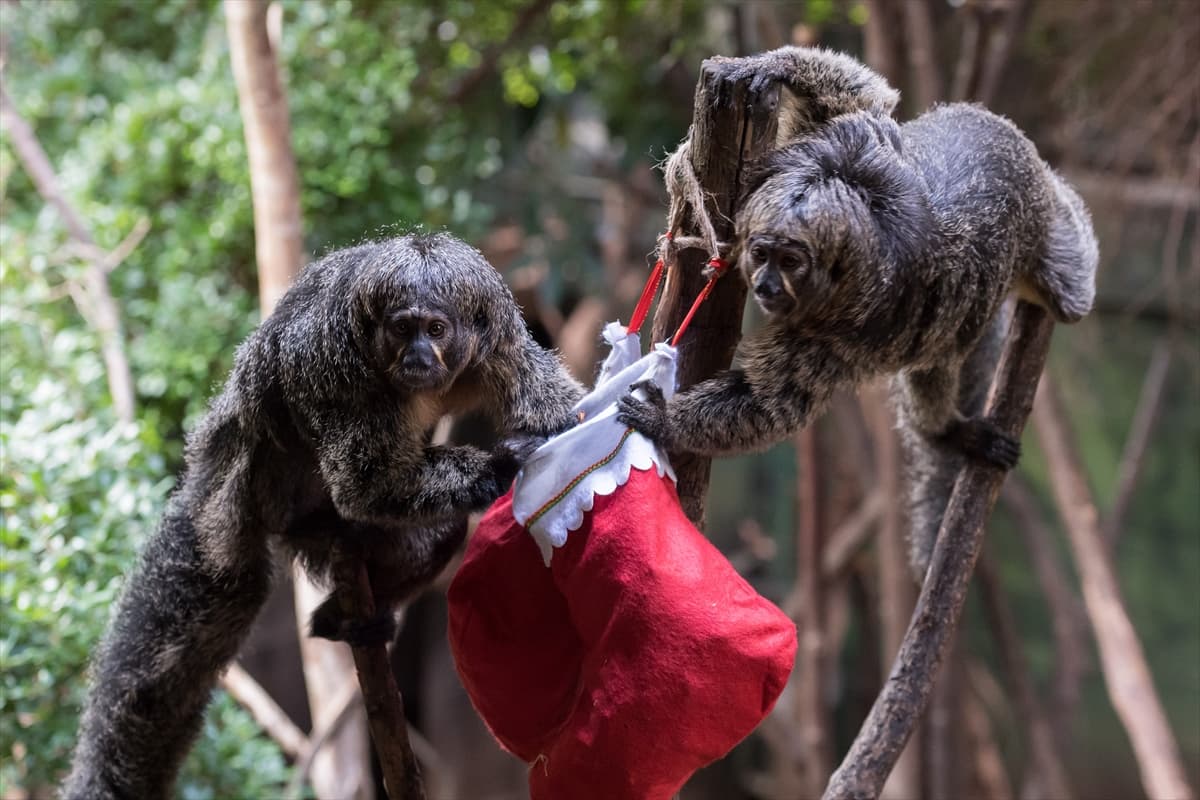 London Zoo’da maymunlara Noel sürprizi