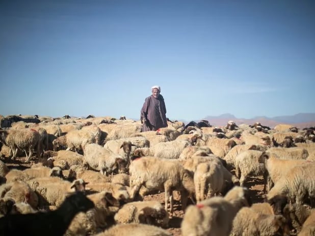 Fas'ta kurbansız bayram: Sadece kral kesecek