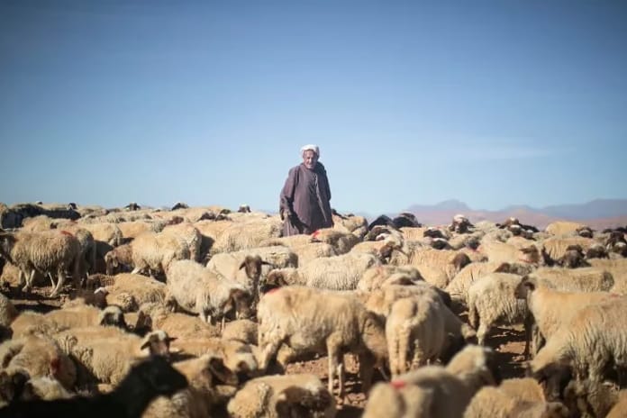 Fas'ta kurbansız bayram: Sadece kral kesecek