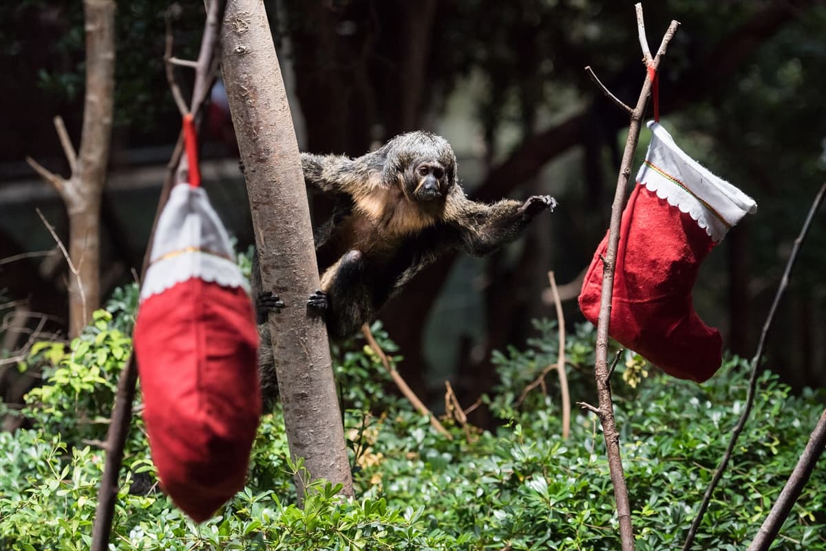 London Zoo’da maymunlara Noel sürprizi