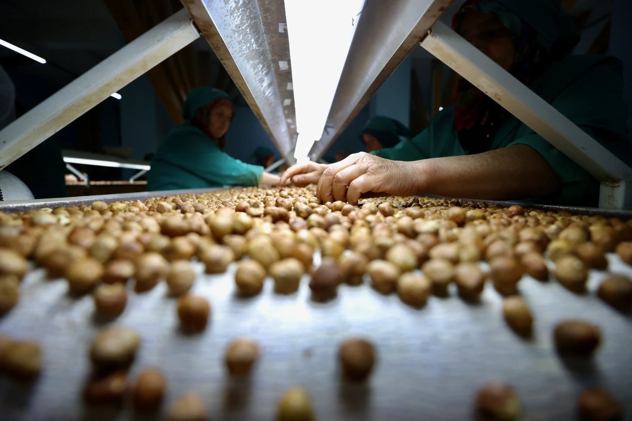Karadeniz'den milyar dolarlık rapor açıklandı: O üründe hem ihracat hem de gelir geriledi!
