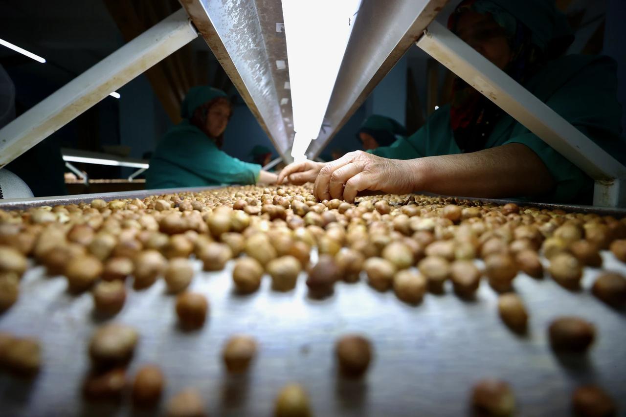 Karadeniz'den milyar dolarlık rapor açıklandı: O üründe hem ihracat hem de gelir geriledi!