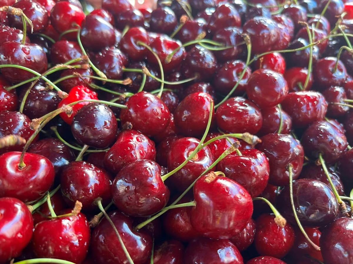 Türkiye'nin kiraz ve vişne ihracatı rekor kırdı