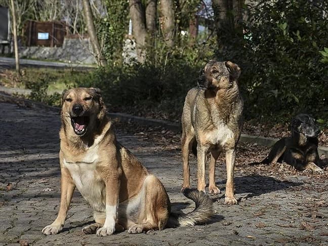 Fas'ta köpeğin tırmaladığı turist kuduzdan öldü