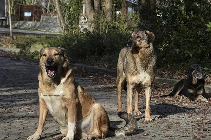 Tatil değil kabus: Fas’ta tırmalanan İngiliz kadın kuduzdan öldü