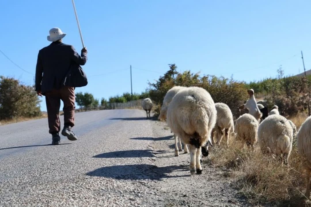 Türkiye'de bir ilk! 150 bin TL maaş yetmemişti, bakanlık çoban ithal etti