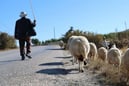 Türkiye'de bir ilk! 150 bin TL maaş yetmemişti, bakanlık çoban ithal etti