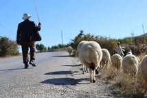 Türkiye'de bir ilk! 150 bin TL maaş yetmemişti, bakanlık çoban ithal etti