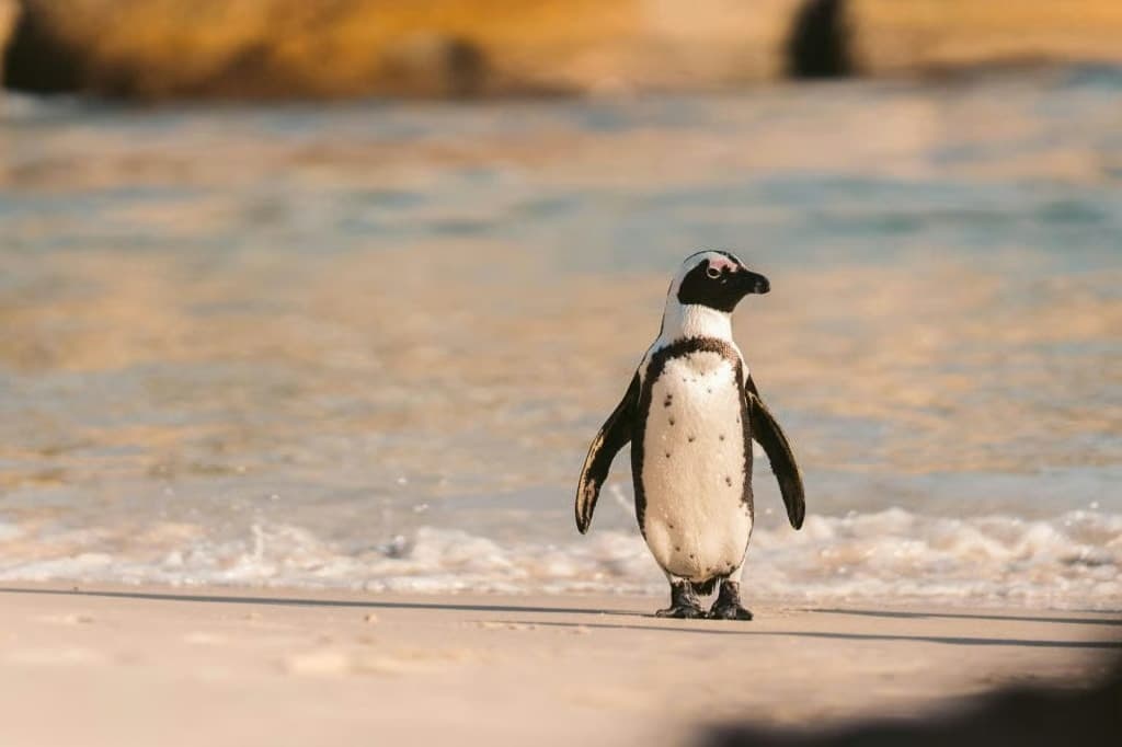 Güney Afrika açıklarında 62 bin penguen açlıktan öldü
