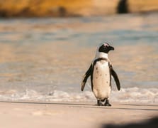 Güney Afrika açıklarında 62 bin penguen açlıktan öldü