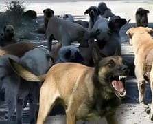 Burdur ve Bolu'da Sahipsiz Hayvanları Koruma Birliği kuruluyor