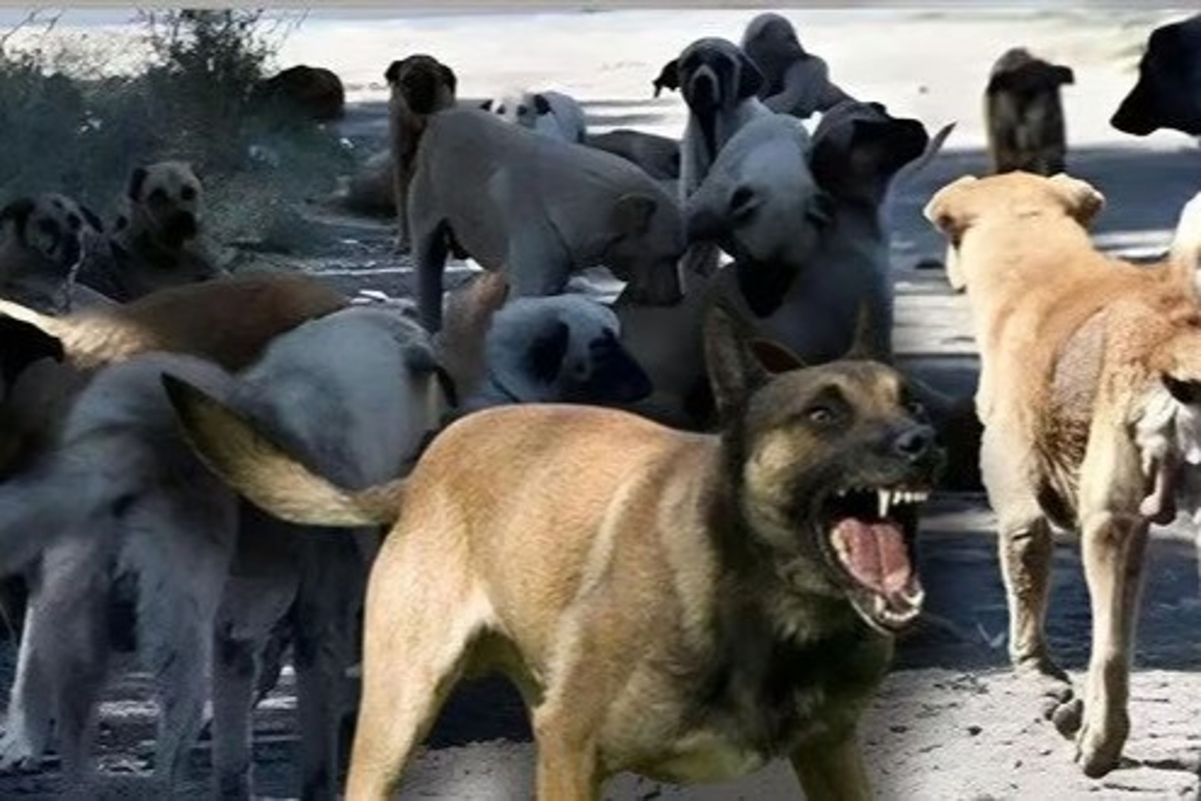 Burdur ve Bolu'da Sahipsiz Hayvanları Koruma Birliği kuruluyor