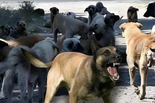 Burdur ve Bolu'da Sahipsiz Hayvanları Koruma Birliği kuruluyor