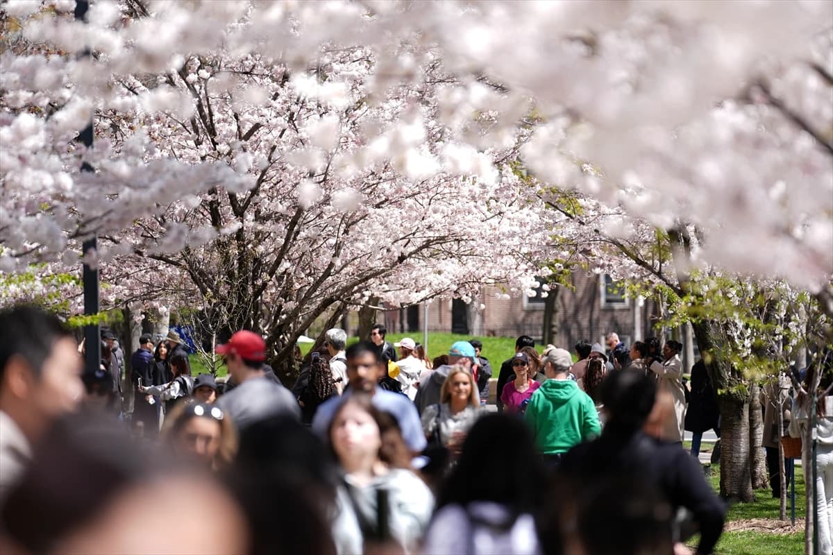 Toronto'da Japon esintisi | Dört bir yanı sardılar...