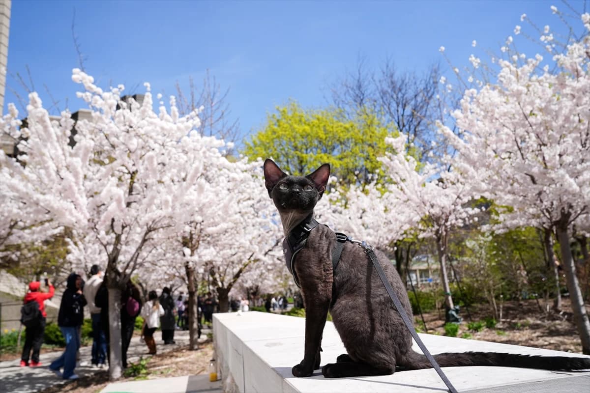 Toronto'da Japon esintisi | Dört bir yanı sardılar...