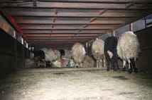 Siirt’te şoke eden sevkiyat: Uyuşturucu hayvanların karın boşluğundan çıktı