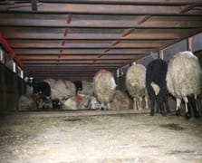 Siirt’te şoke eden sevkiyat: Uyuşturucu hayvanların karın boşluğundan çıktı