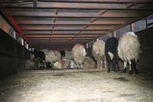 Siirt’te şoke eden sevkiyat: Uyuşturucu hayvanların karın boşluğundan çıktı