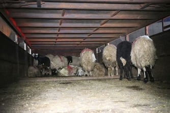 Koyunların karnına uyuşturucu gizlediler