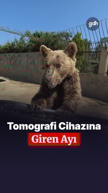 Ayı Okan tomografi cihazına girdi