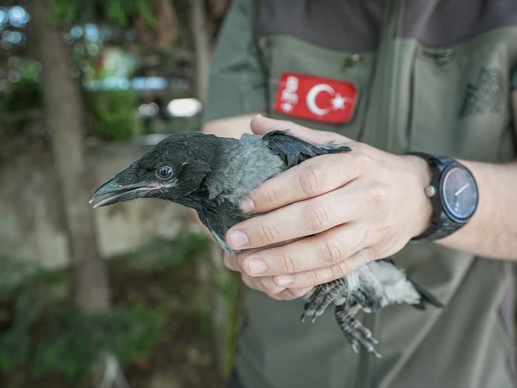 Kargalar yaralı arkadaşlarının yerini gösterdi