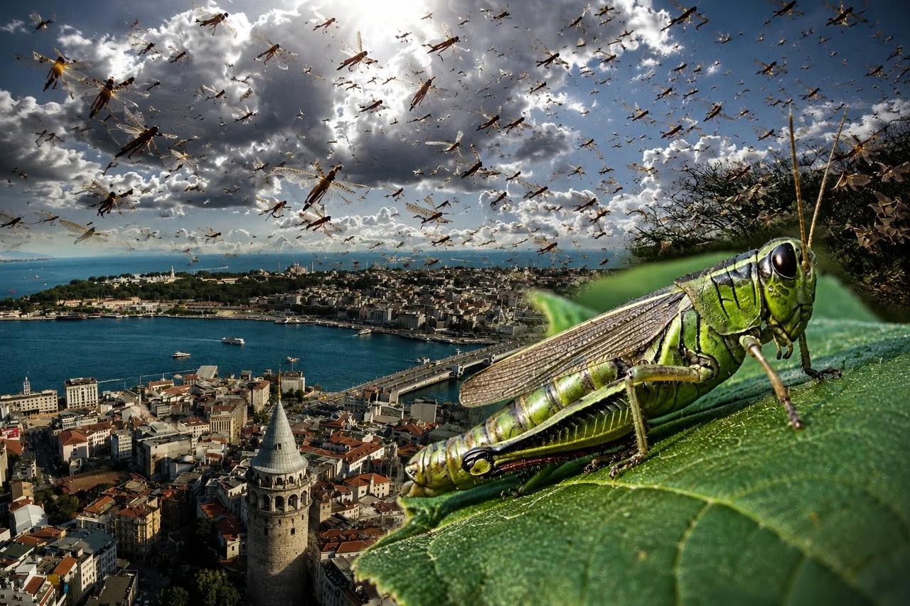 İstanbul'da dev çekirge alarmı