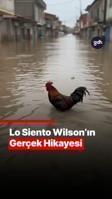 Lo Siento Wilson'ın gerçek hikayesi