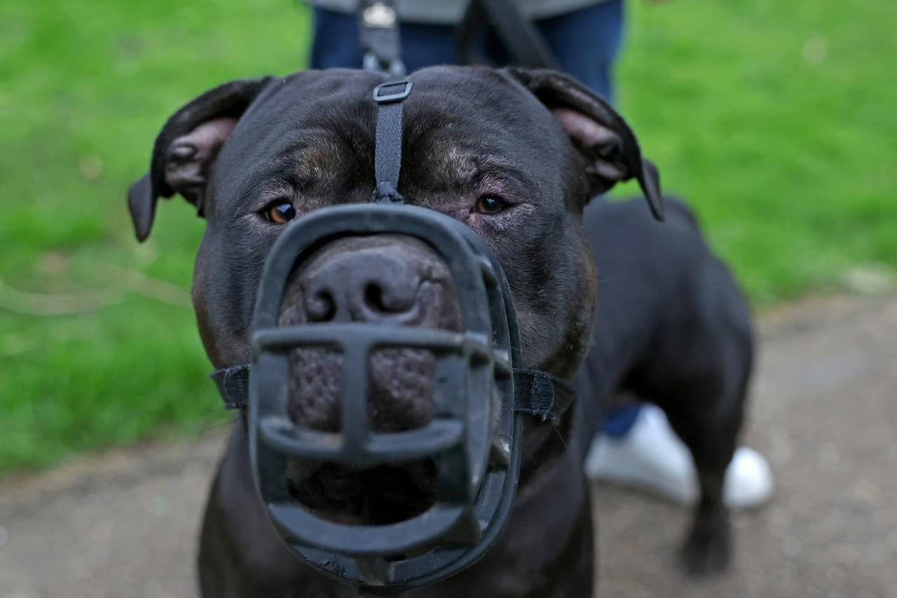 Çocukları köpeklerle yalnız bırakanlar cezalandırılacak