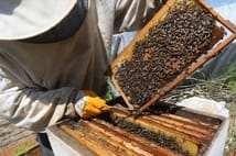 Arıcılık sektöründe standartlaşma: "Ulusal meslek standardı" için çalışma başlatıldı