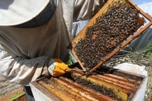 Arıcılık sektöründe standartlaşma: "Ulusal meslek standardı" için çalışma başlatıldı