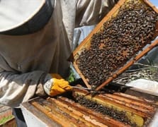 Arıcılık sektöründe standartlaşma: "Ulusal meslek standardı" için çalışma başlatıldı