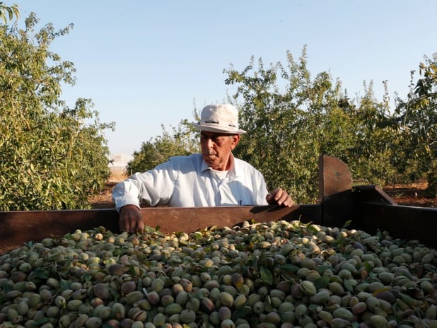 İngiltere’de Filistin dayanışması gıda satışlarını artırdı