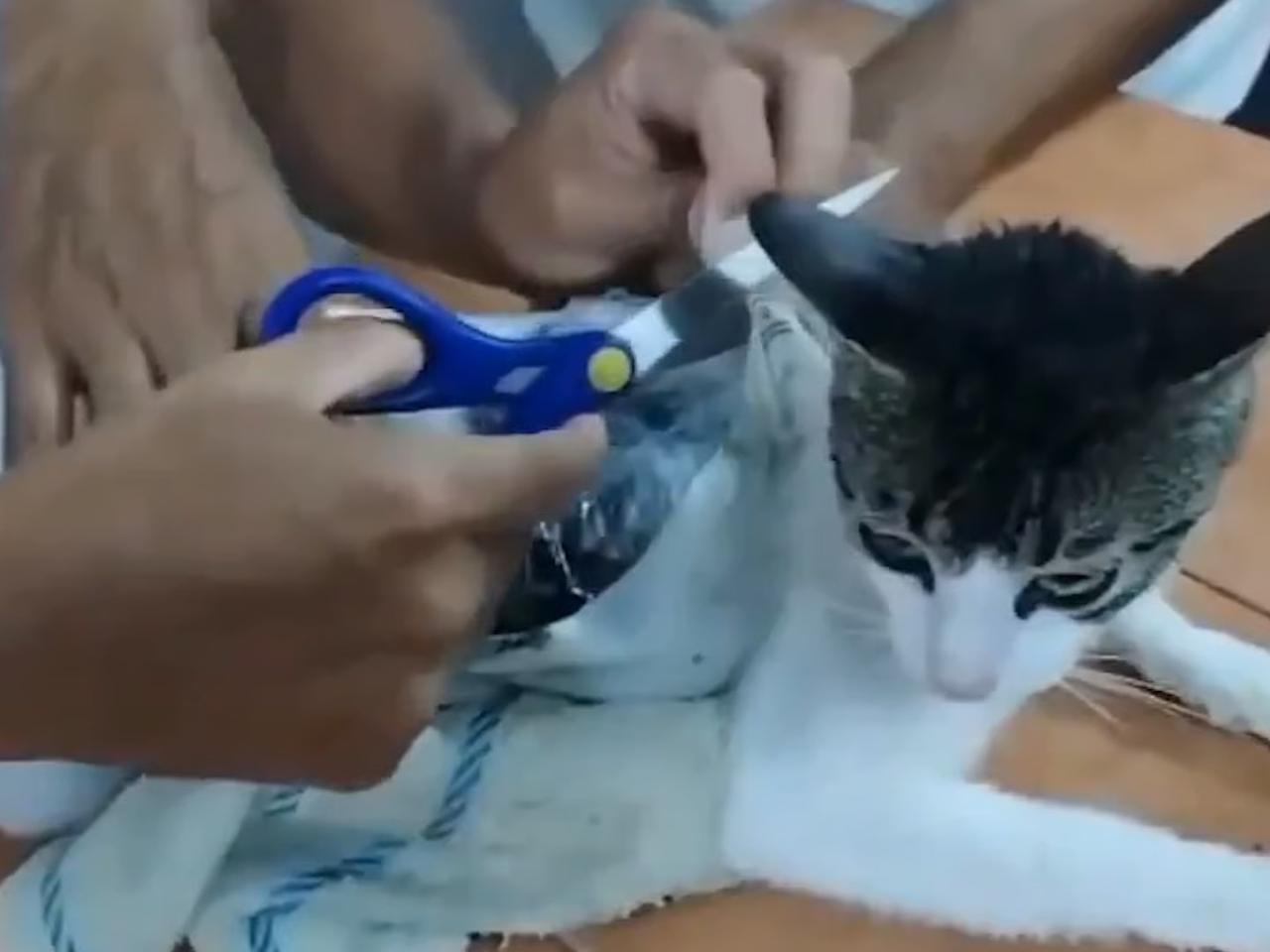 Uyuşturucu kuryesi olarak kullanılan kedi yakalandı