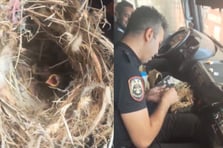 Polis ekipleri yangının ortasında kalan kuş yuvasını kurtardılar