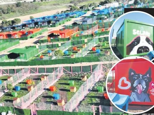 Deprem konteynerleri köpek barınağı yapıldı