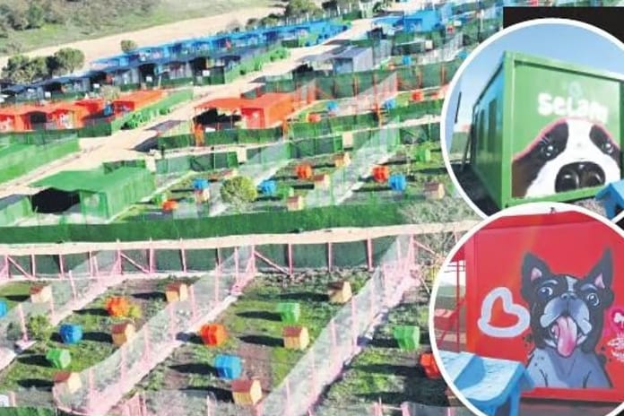 Deprem konteynerleri hayvan barınağında kullanıldı