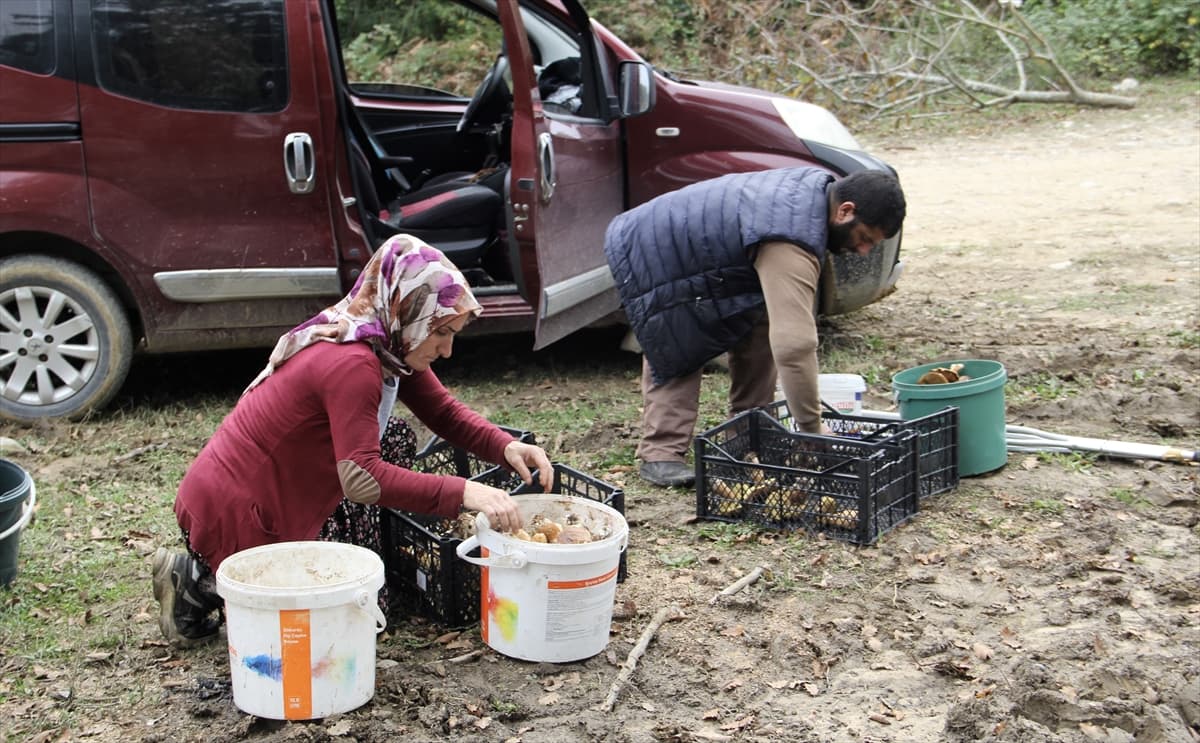 Sinop'ta doğal gelir kaynağı: Fesleğen mantarı bölge halkına ek gelir sağlıyor