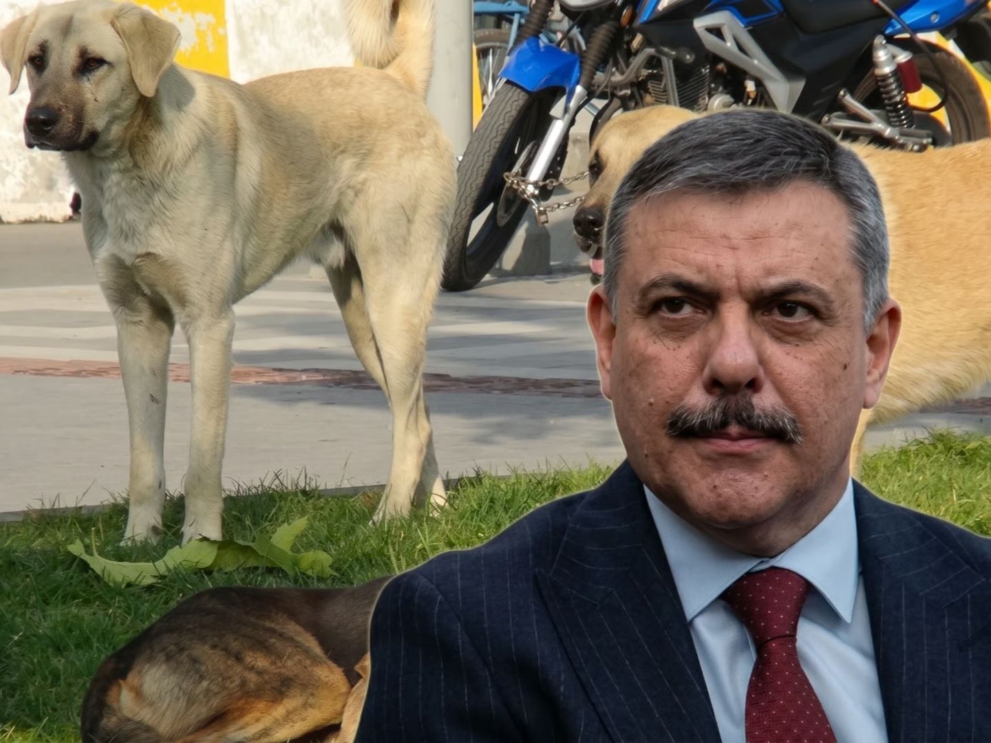 Bakan Çiftçi başıboş sokak köpekleriyle ilgili tarih verdi! 