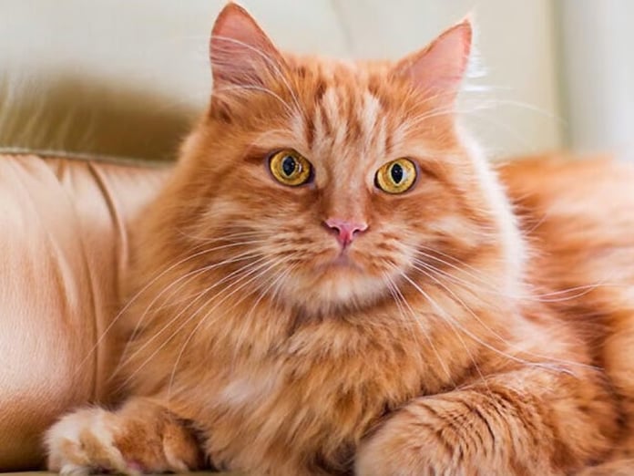 Kedi Remi dünyanın ilk ev hapsi alan kedisi oldu