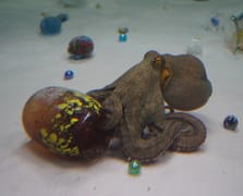 Ahtapotlar sanatla buluştu: Japon sanatçının sıra dışı deneyimi