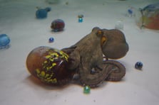 Ahtapotlar sanatla buluştu: Japon sanatçının sıra dışı deneyimi