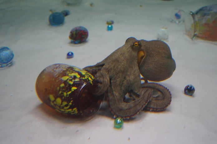 Ahtapotlar sanatla buluştu: Japon sanatçının sıra dışı deneyimi