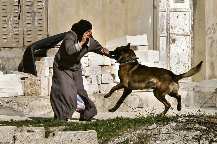 Filistinli kadın esirlere İsrail hapishanesinde işkence: Köpeklerle saldırdılar