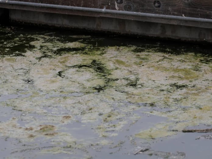 Long Adaları sularında “et yiyen bakteri” alarmı